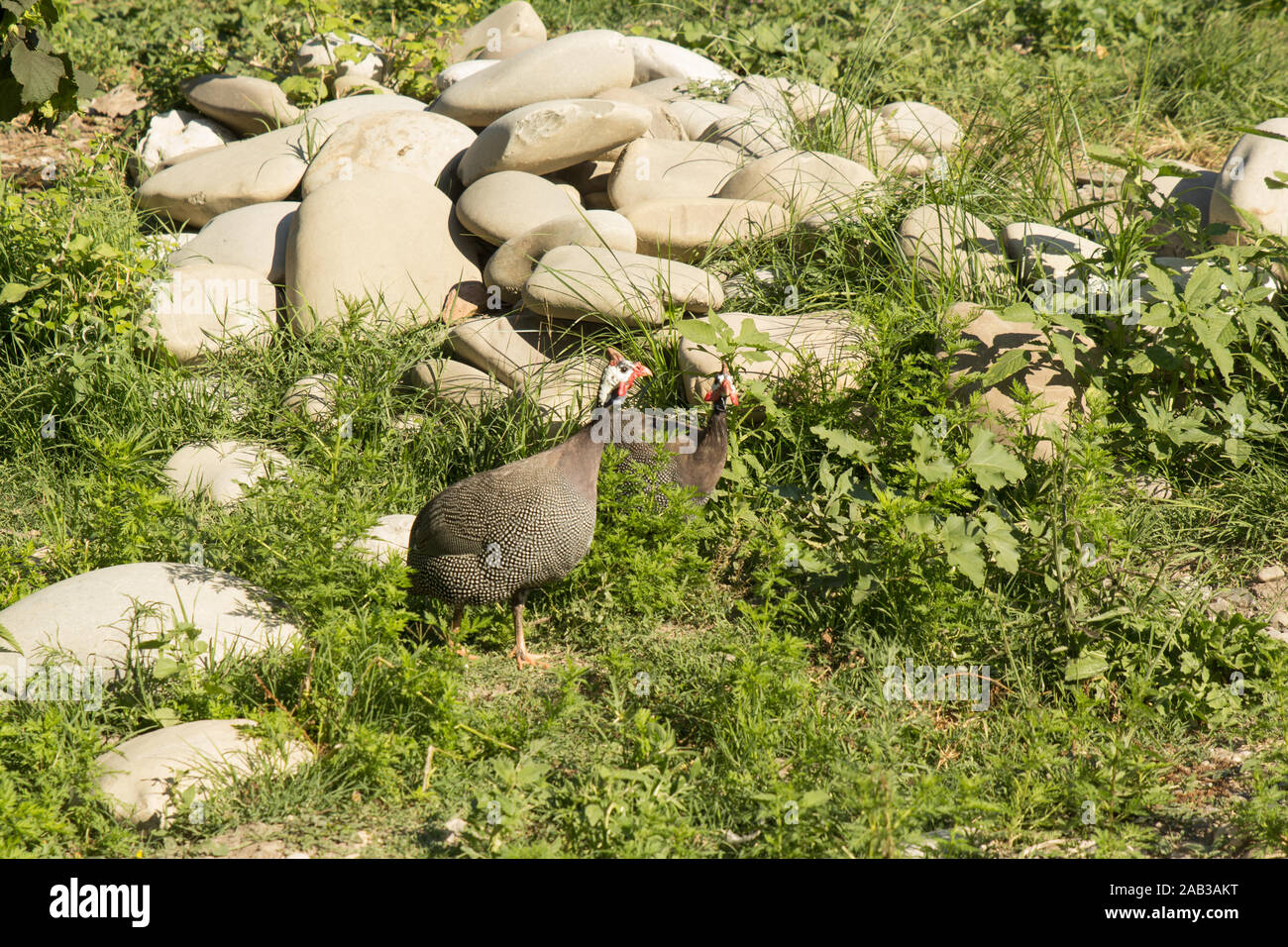 Pintado a piedi in fattoria. Pollame. Vita rurale. Foto Stock
