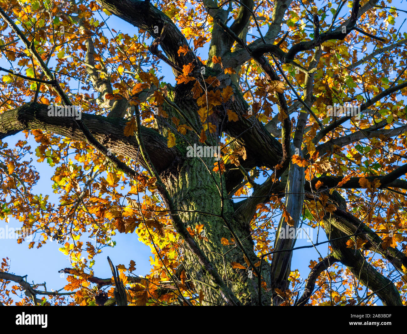 Albero di quercia con fogliame di autunno la cattura di autunno dorato di luce solare con un cielo blu sullo sfondo Foto Stock