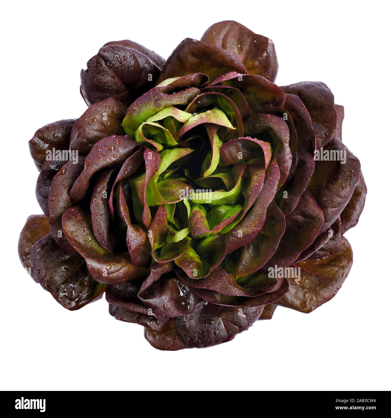 Varietà di lattuga "foglia di quercia", insieme con le goccioline d'acqua. Fresca di lattuga rossa isolato su sfondo bianco. Vista superiore Foto Stock