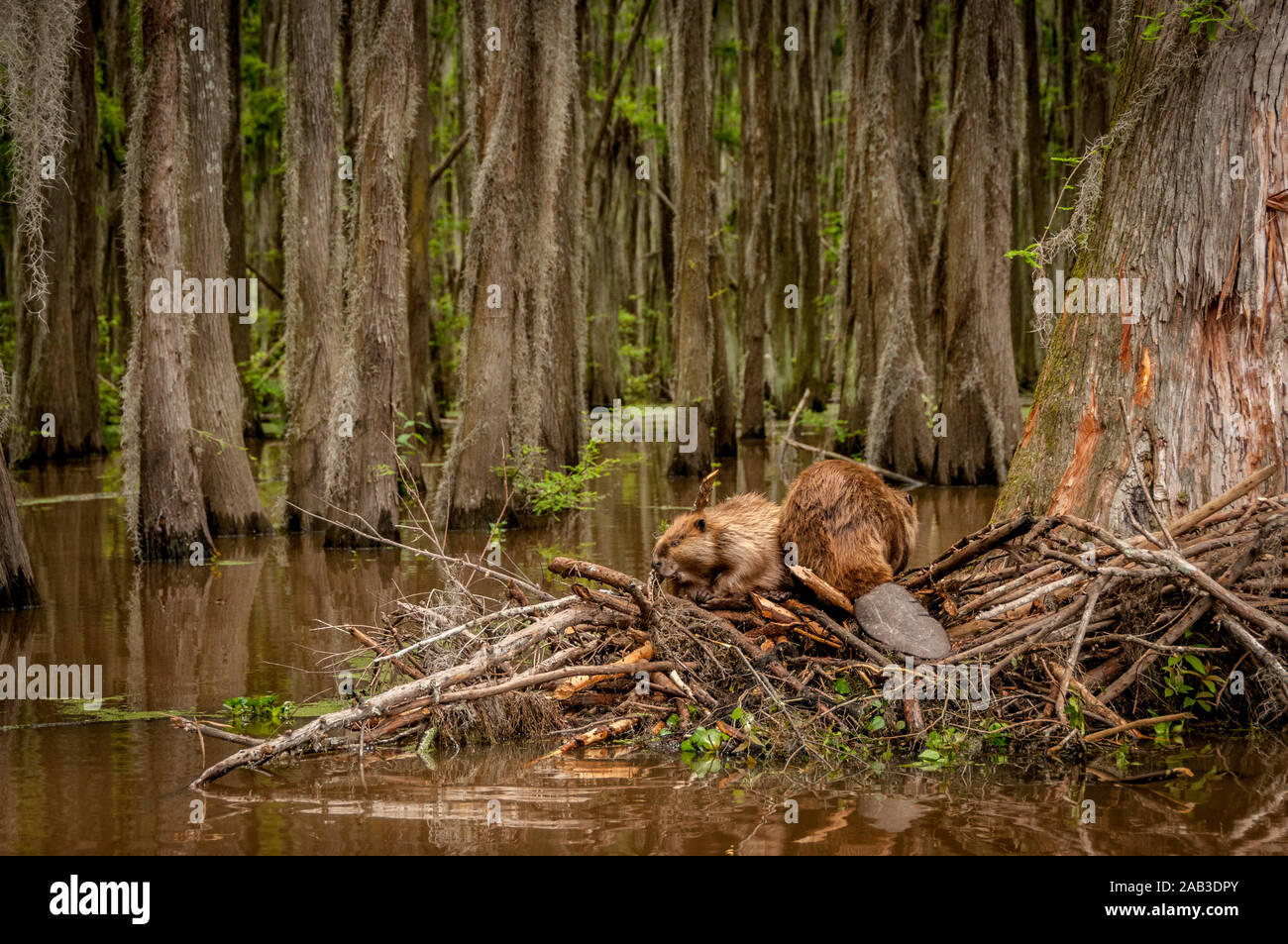North American Beaver (Castor canadensis) maschio (a destra) e femmina (sinistra) sul loro lodge a caddo Lake, vicino alla città di incerta, Texas, Stati Uniti d'America. Foto Stock