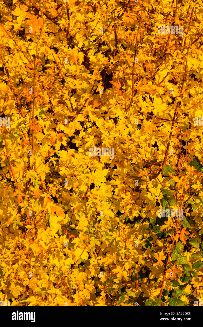Foglie di autunno Foto Stock