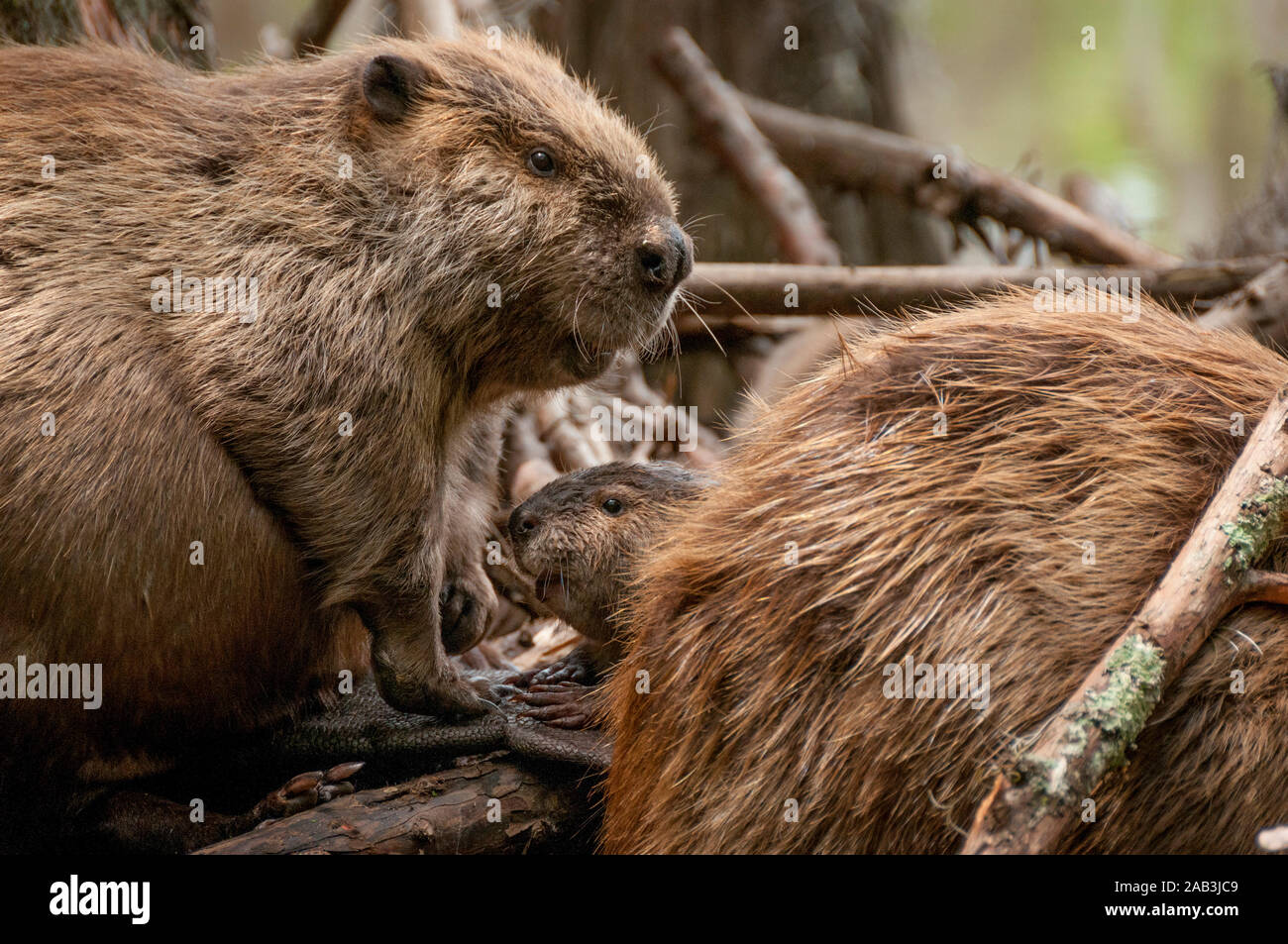 Un bambino North American Beaver (Castor canadensis) tra i suoi genitori, sulla loro lodge a caddo Lake, vicino alla città di incerta, Texas, Stati Uniti d'America. Foto Stock