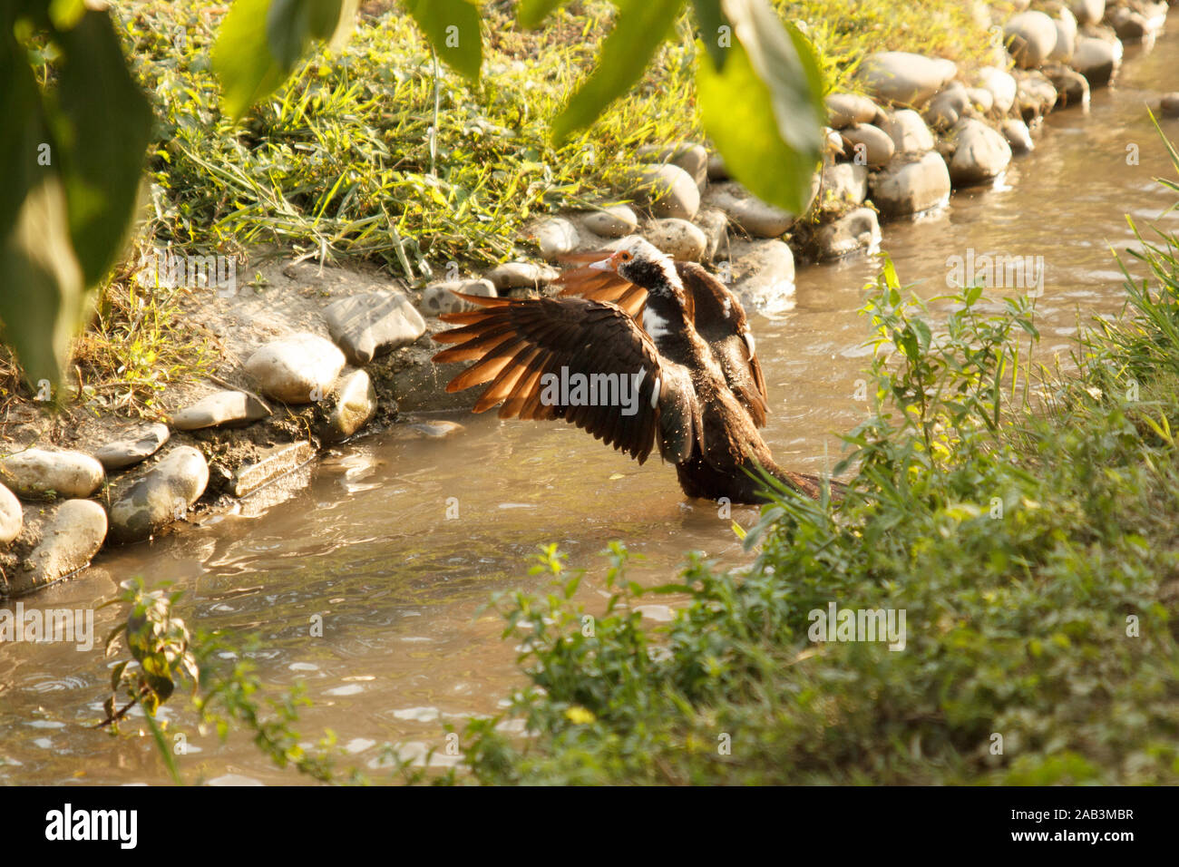 Anatra con ali aperte che volano dall'acqua dal fiume. Allevamento di pollame. Volare via anatra. Stile di vita rurale. Foto Stock