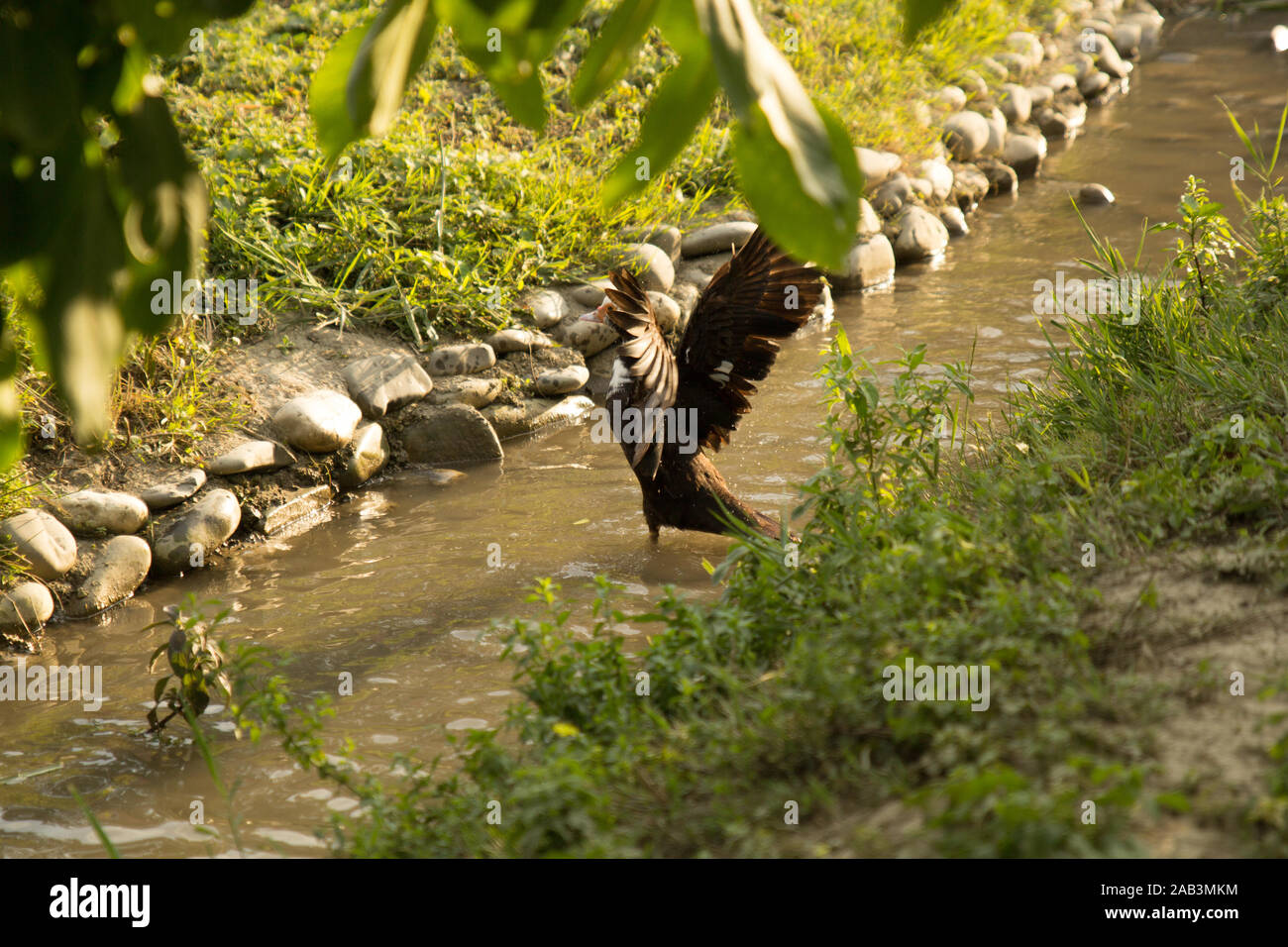 Anatra con ali aperte che volano dall'acqua dal fiume. Allevamento di pollame. Volare via anatra. Stile di vita rurale. Foto Stock