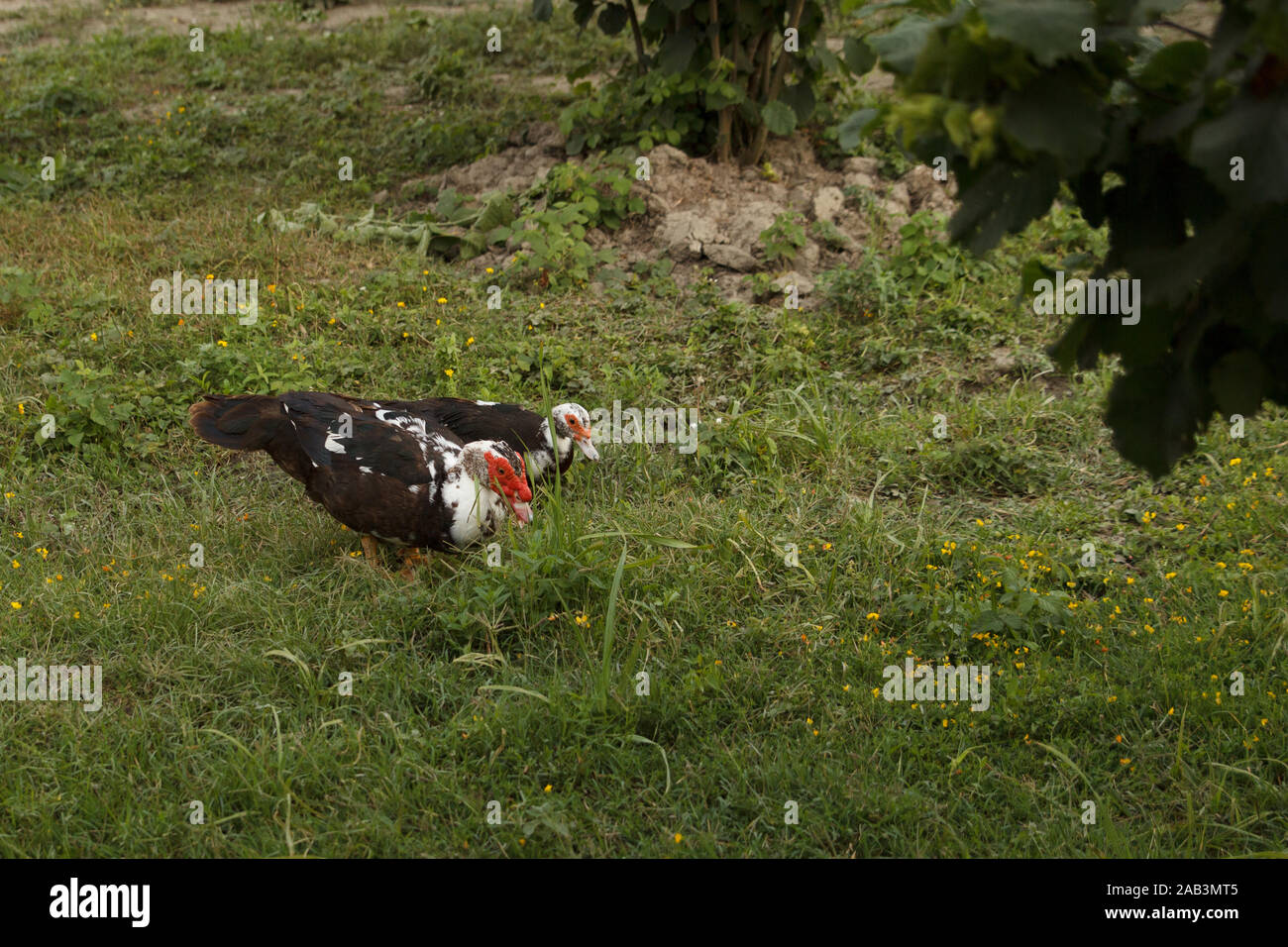 Due anatre che camminano sul prato verde e mangiano erba verde. Allevamento di pollame. Vita rurale Foto Stock