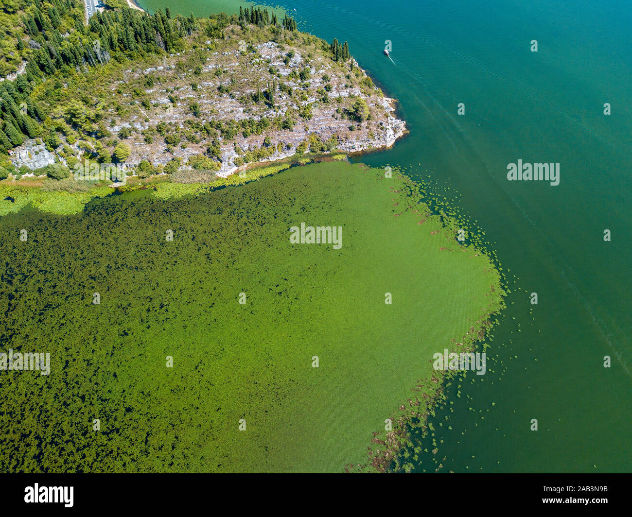 Vista aerea di una barca a motore in navigazione che corre lungo una zona piena di ninfee. Il Lago di Scutari, Scutari, Parco Nazionale in Montenegro Foto Stock
