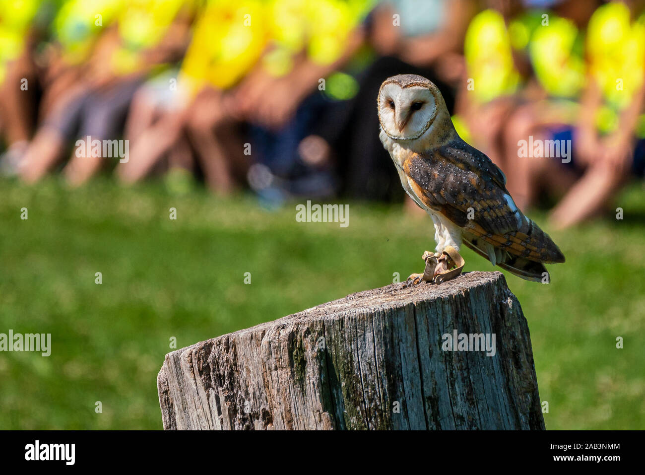 La western barbagianni, Tyto alba in un parco naturale Foto Stock