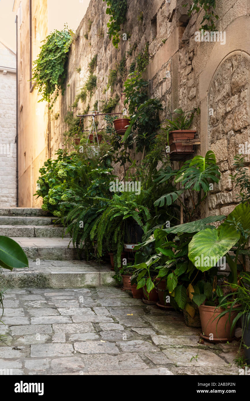 Vecchia strada del mediterraneo con scale nella città di Korcula. Pietra Grezza muri e facciate e molte piante verdi in Dalmazia, Croazia. Luogo storico cr Foto Stock