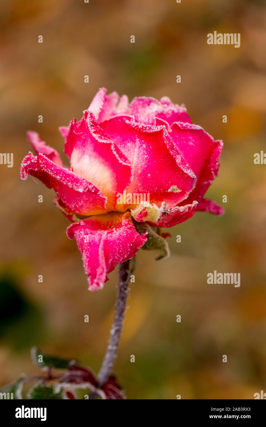 Bellissime rose che diventare più belli di rugiada al mattino d'autunno Foto Stock