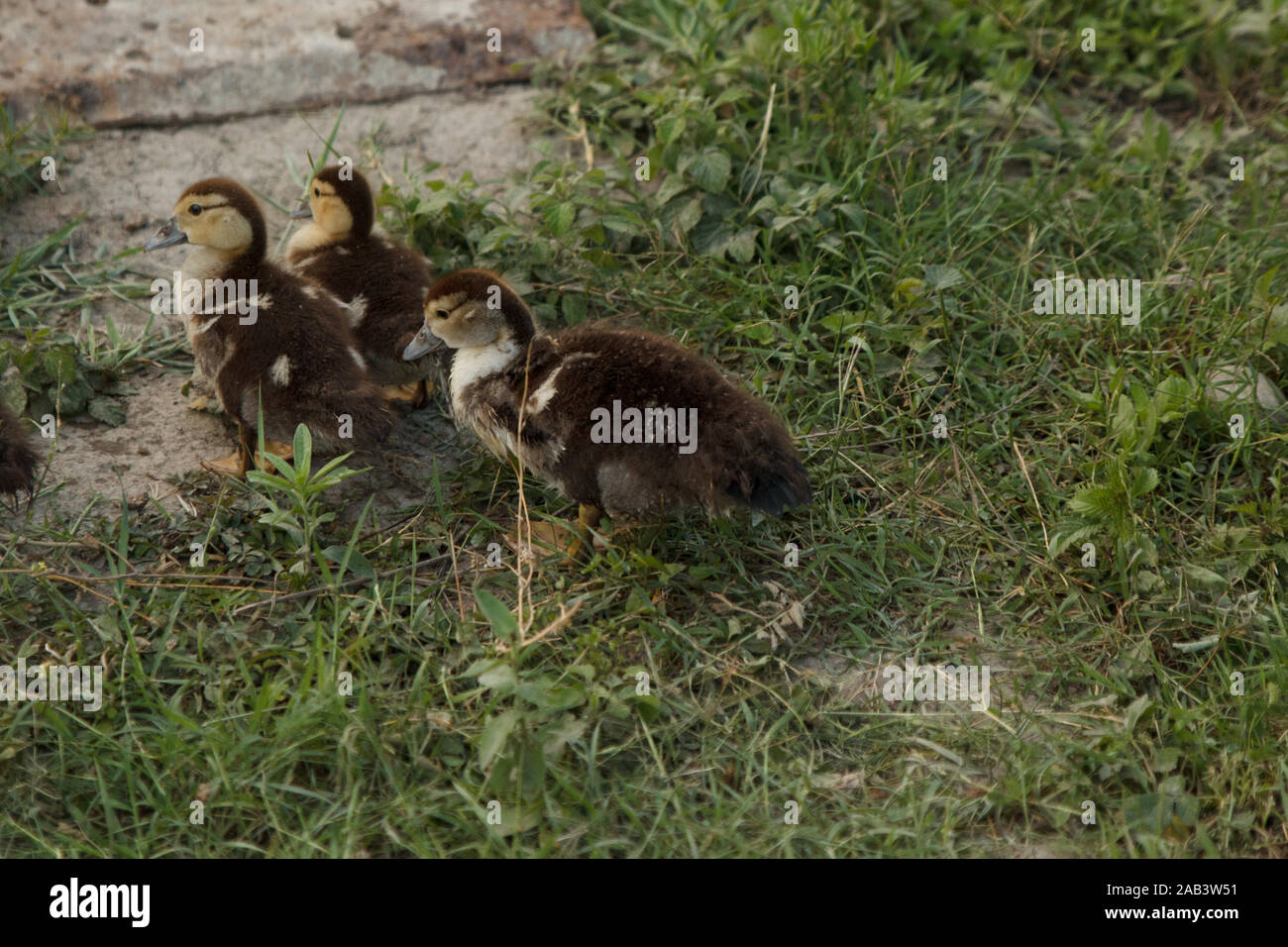 Piccoli anatroccoli che camminano sul prato verde. Agricoltura. Vita rurale. Foto Stock