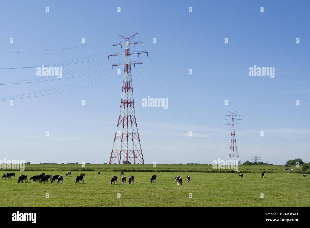 Strommasten auf einer Weide mit K'egli |tralicci di energia elettrica su un pascolo con mucche| Foto Stock
