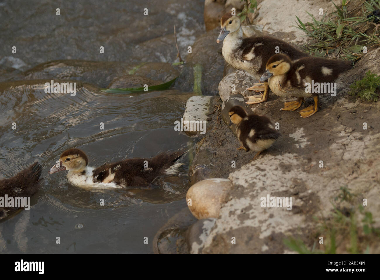 Piccoli anatroccoli che vanno in acqua per nuotare. Allevamento di pollame. Vita rurale. Foto Stock