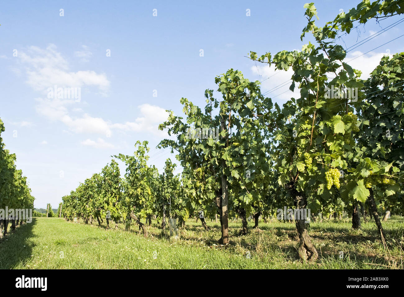 Weinberg in den Vogesen |Vigna delle Vosges| Foto Stock