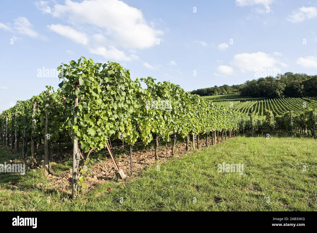 Weinberg in den Vogesen |Vigna delle Vosges| Foto Stock