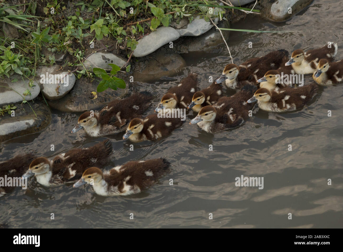 Molti piccoli anatroccoli che nuotano nel fiume. Fattoria di pollame. Vita rurale. Foto Stock