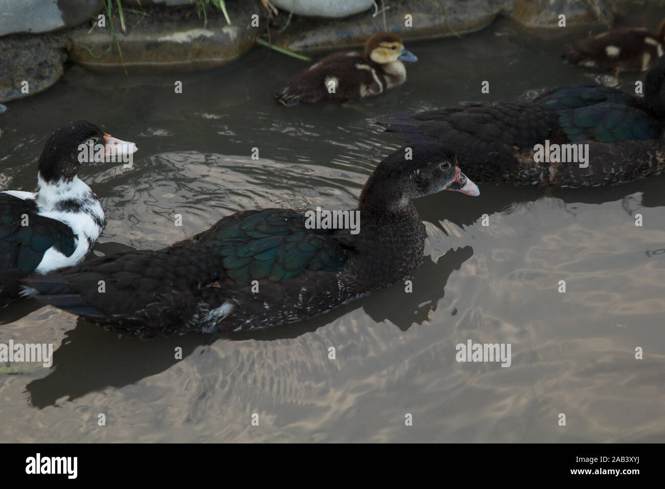 Alcune anatre che nuotano nel fiume nella fattoria. Vita rurale Foto Stock