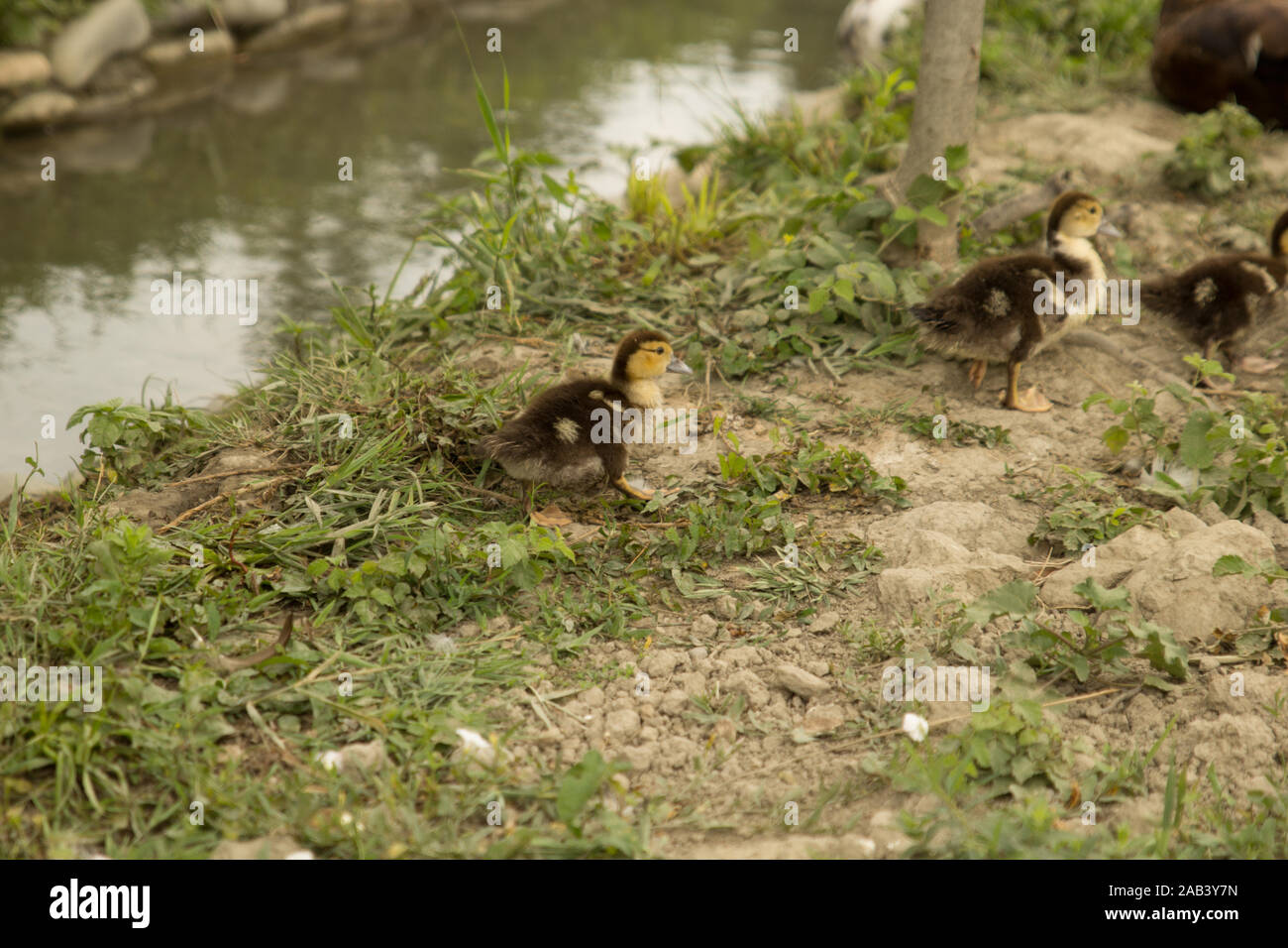 Piccoli anatroccoli che camminano portano l'acqua. Vita rurale. Pollame Foto Stock