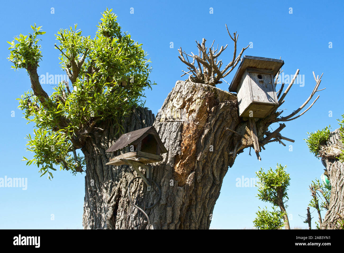 Vogelhaus und Nistkasten un einem Baum |casa di uccelli nidificanti e scatola su un albero| Foto Stock