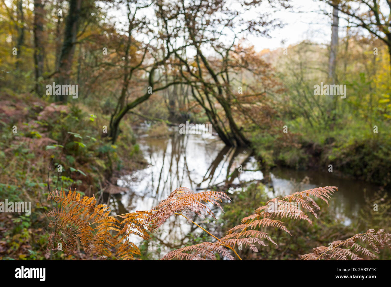 Brown felci di fronte a vagare flusso' Leubeek alla riserva naturale "Leudal' in autunno, Paesi Bassi Foto Stock