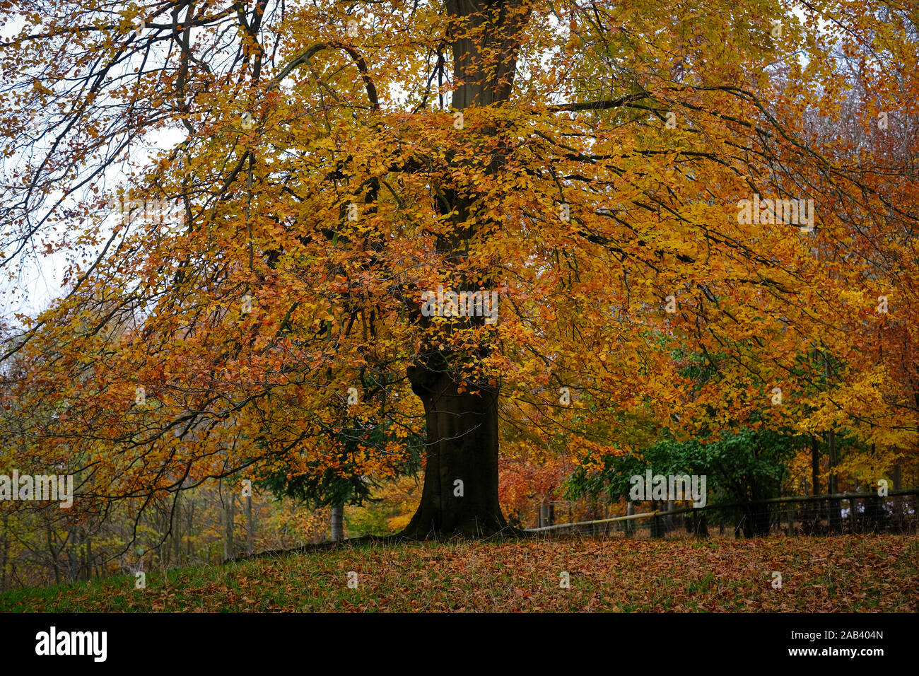 Alberi di autunno a Blenheim Palace in Oxfordshire Foto Stock