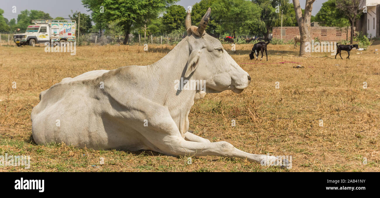 Panorama di un bianco zebù mucca giacente a terra in un villaggio in Rajasthan, India Foto Stock