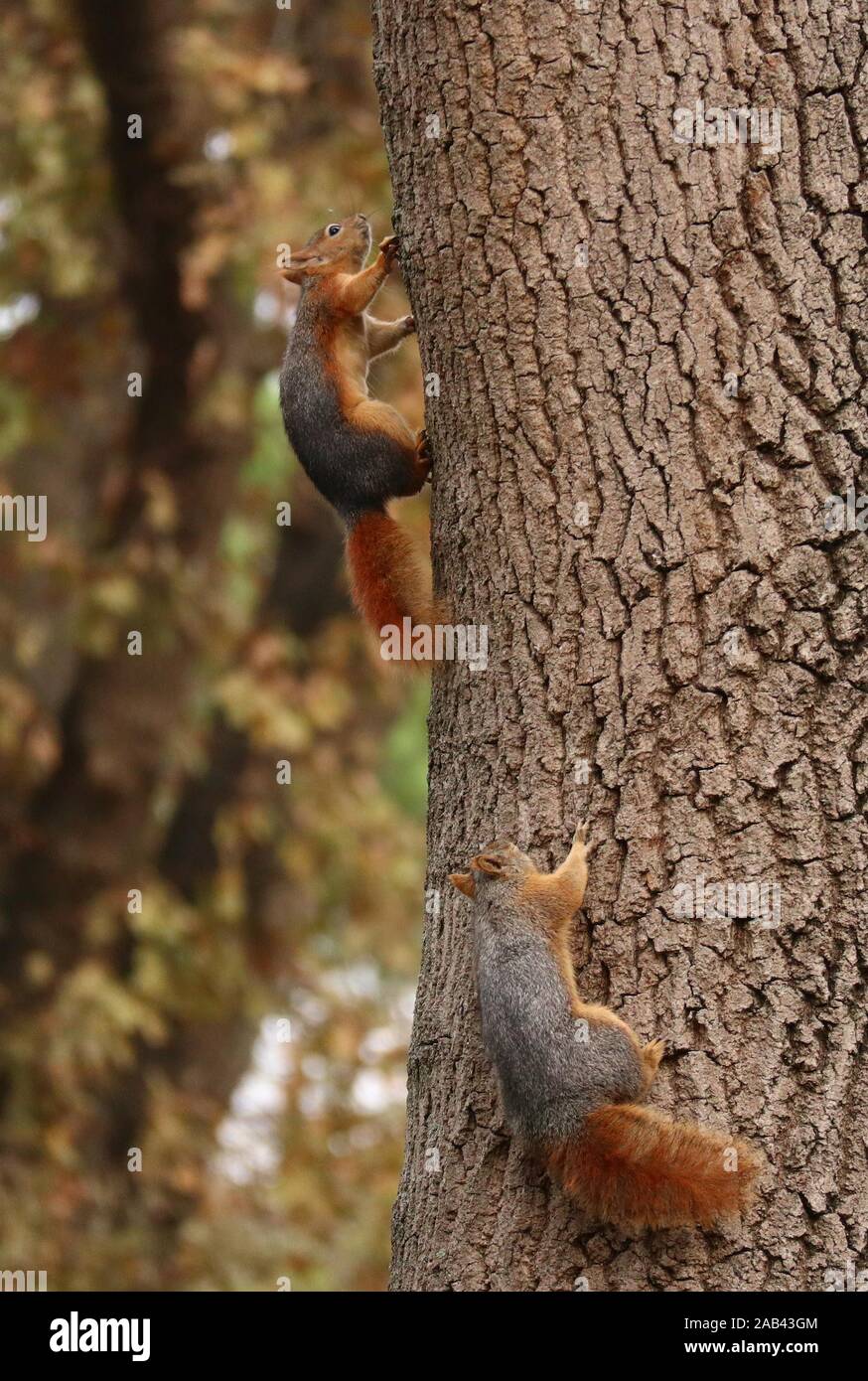 Istanbul, Turchia. 25 Nov, 2019. Gli scoiattoli sono visti al Parco Emirgan ad Istanbul in Turchia, nov. 25, 2019. Credito: Xu Suhui/Xinhua/Alamy Live News Foto Stock