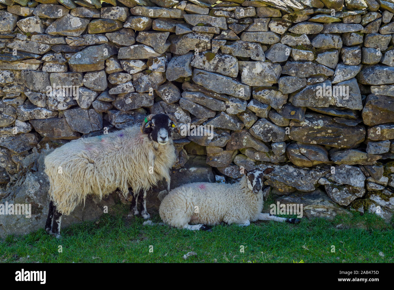 Due pecore riparo dal sole contro un secco muro di pietra nel Yorkshire Dales National Park, Inghilterra. Foto Stock