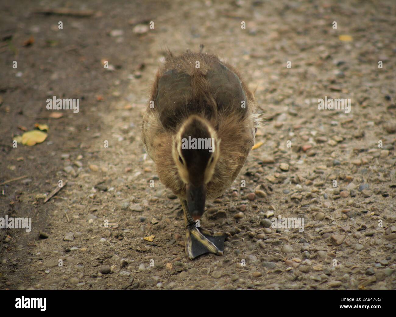 Anatroccoli del bambino Foto Stock