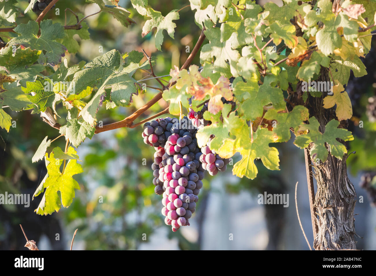 Uva nera in Valtellina, Lombardia, Italia Foto Stock