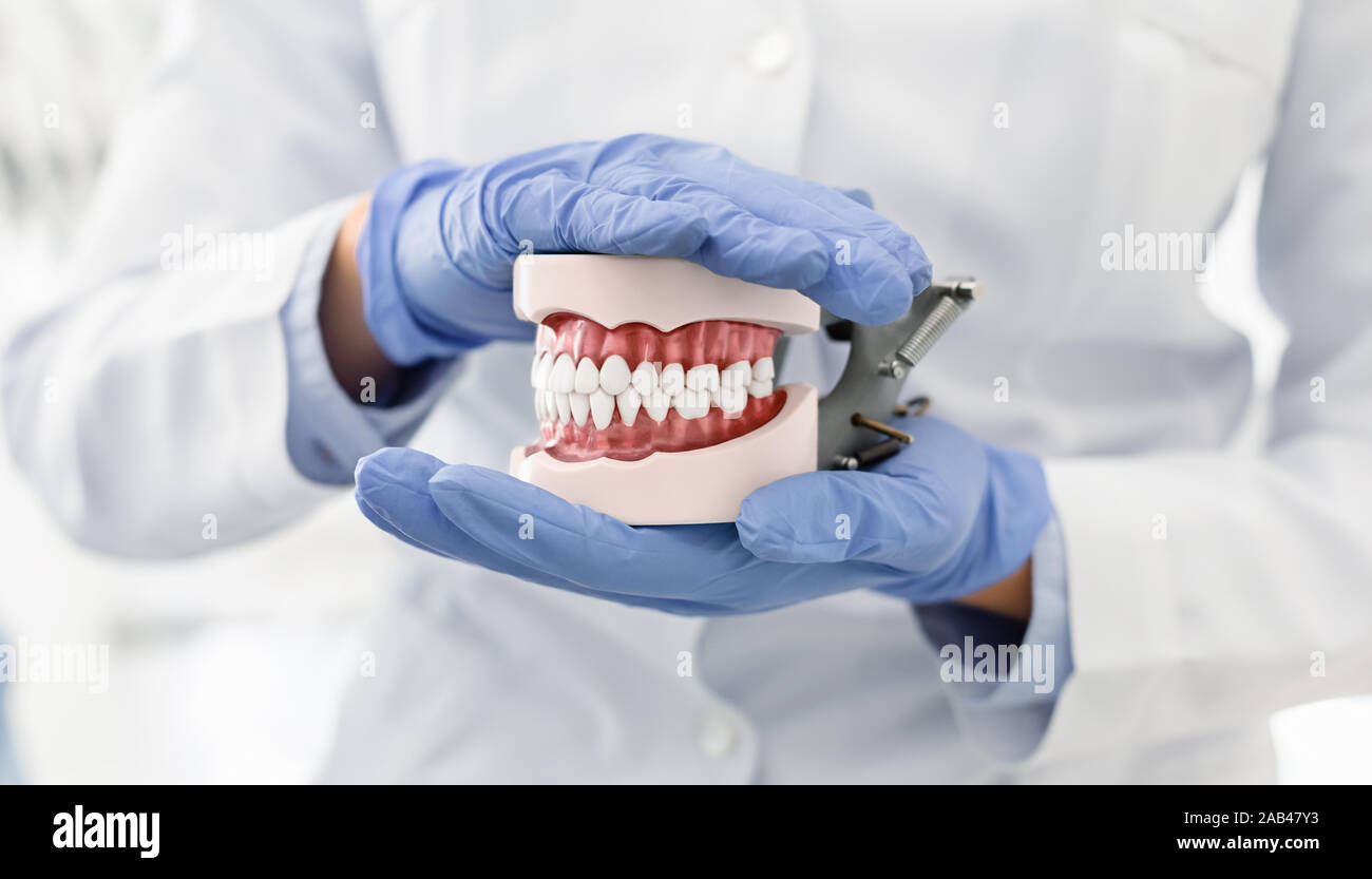 Le mani del dentista indossando guanti di plastica di contenimento modello di ganascia Foto Stock