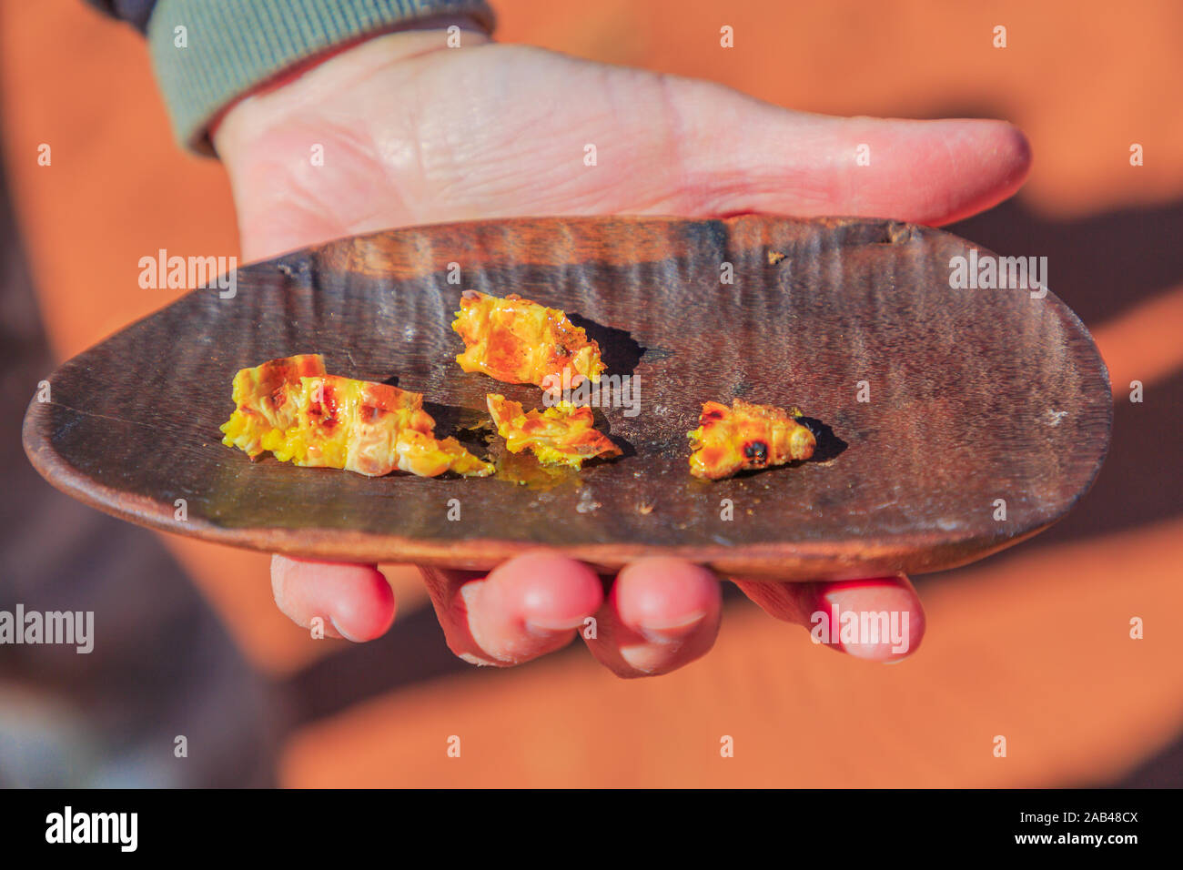 Mano di donna detiene su un bush tucker cibo con pezzi di larve Witchetty grigliati, una legno-mangiare larve che si nutre di radici di witchetty bush in Foto Stock