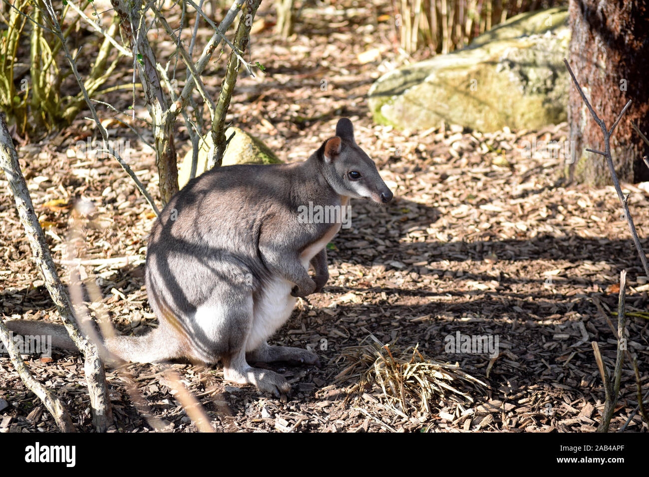 Dusky Pademelon Foto Stock