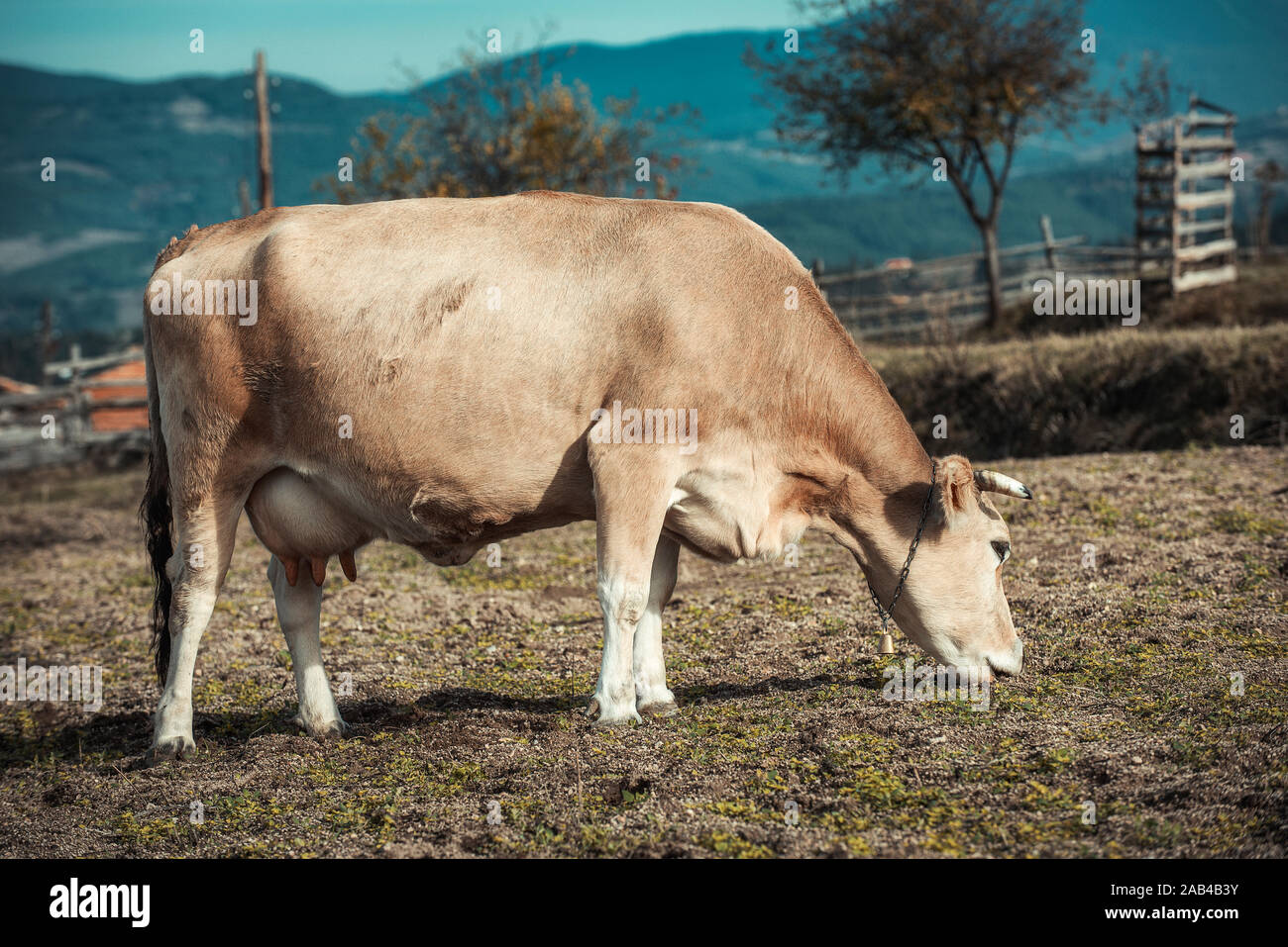 Close-up di una mucca al pascolo su erba verde Foto Stock