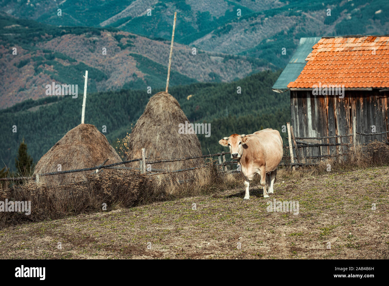 Idilliaco paesaggio estivo con cow pascolare sui verdi pascoli di montagna Foto Stock