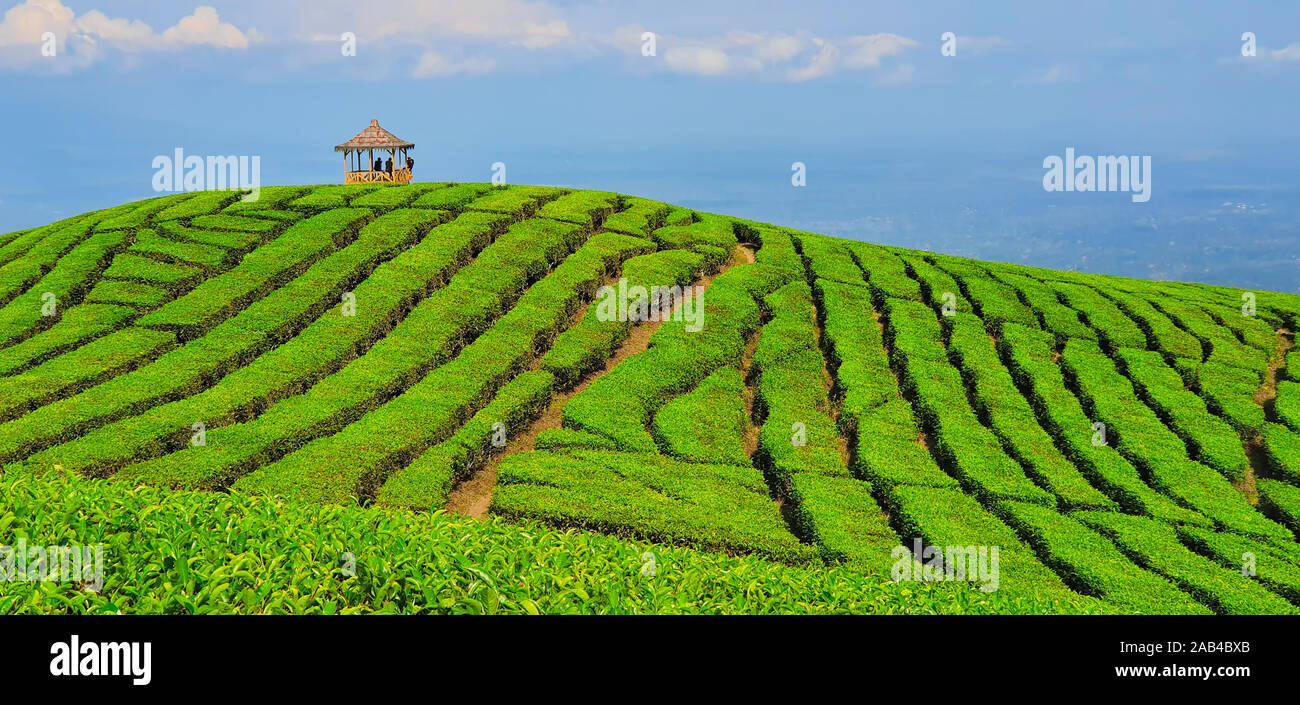 Persone in gazebo sulla collina con vista panoramica. Highland tradizionale piantagione di tè in montagna. Un luogo popolare, meta di viaggio in Java, Indonesia. Foto Stock