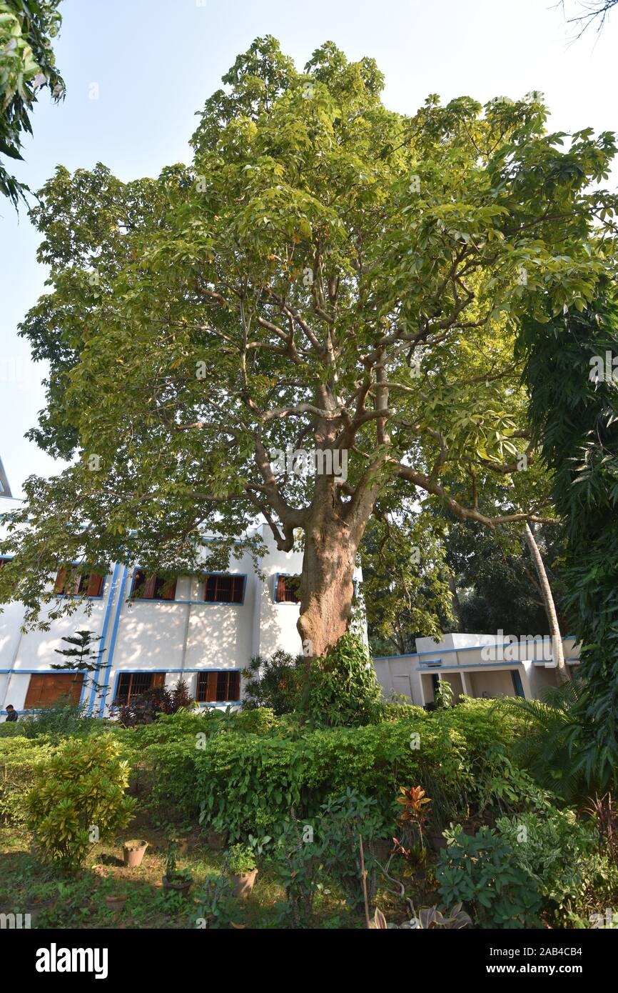 Terminalia catappa o indiani mandorlo all'interno del Birsingha Bhagabati Vidyalaya campus. Villaggio Birsingha, West Midnapore, Bengala occidentale. India. Foto Stock