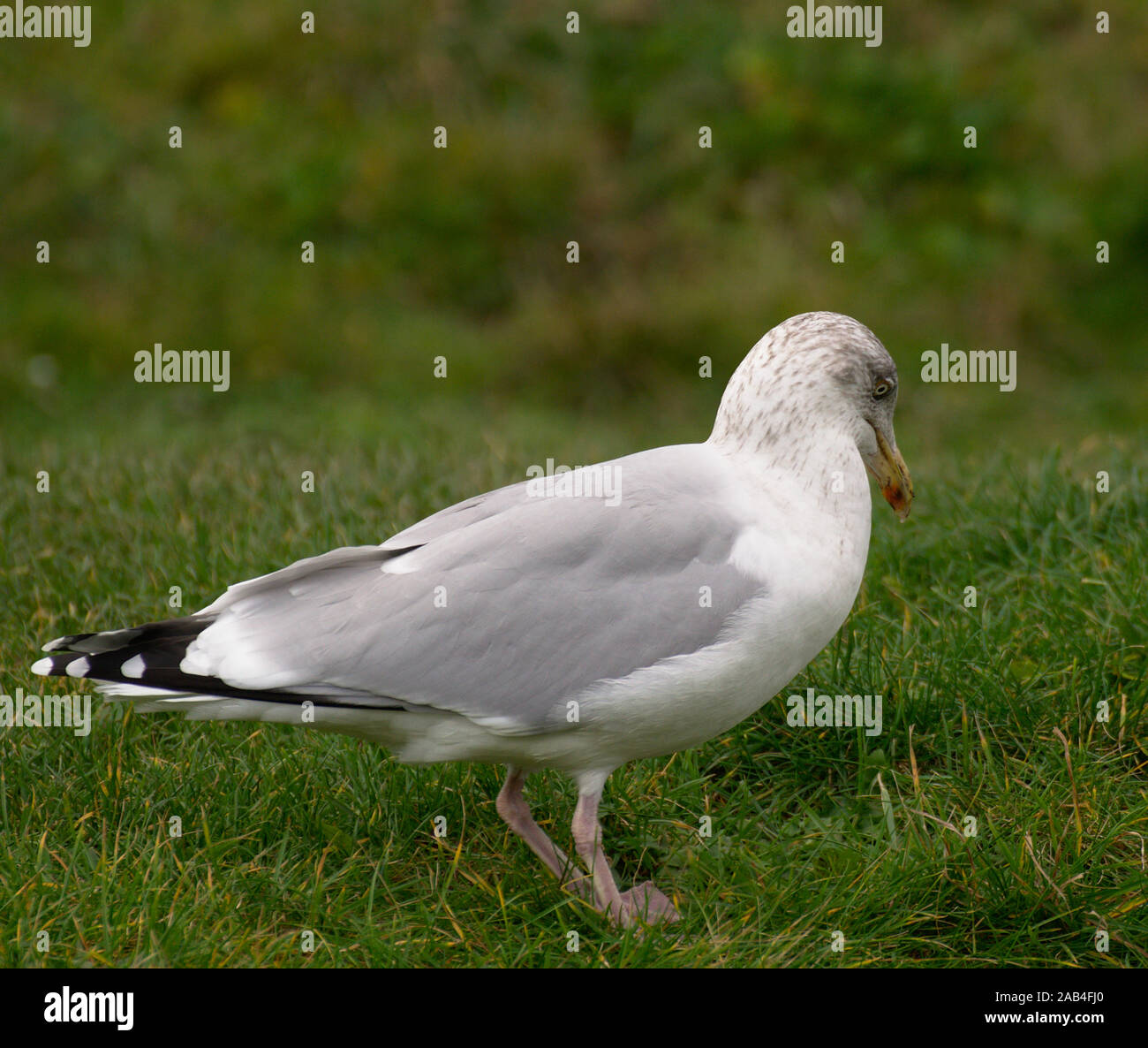 Seagull bird facendo la danza della pioggia sull'erba a invogliare i vermi alla superficie per alimenti Foto Stock