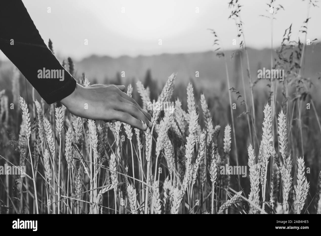 Campo di grano dorati contro il cielo blu Foto Stock