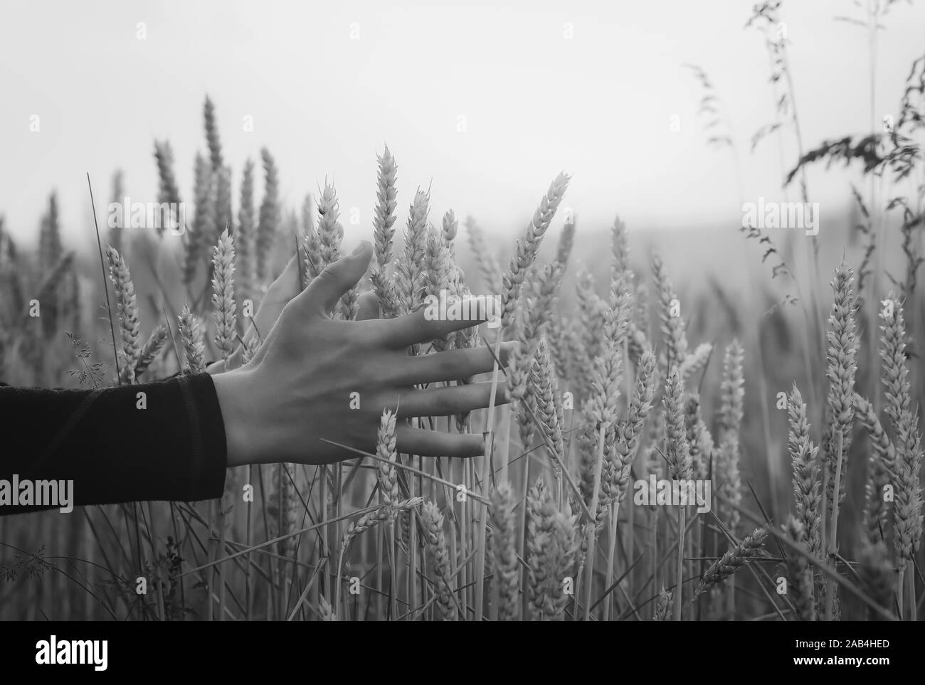 Campo di grano dorati contro il cielo blu Foto Stock