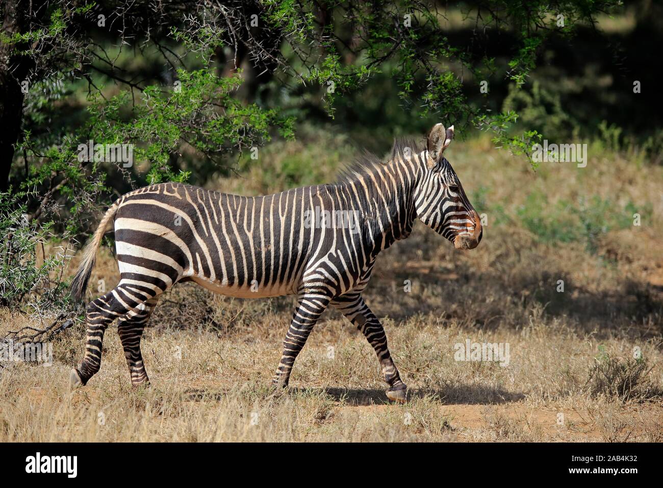Cape mountain zebra (Equus zebra zebra), Adulto, corsa, mountain Zebra National Park, Capo orientale, Sud Africa Foto Stock