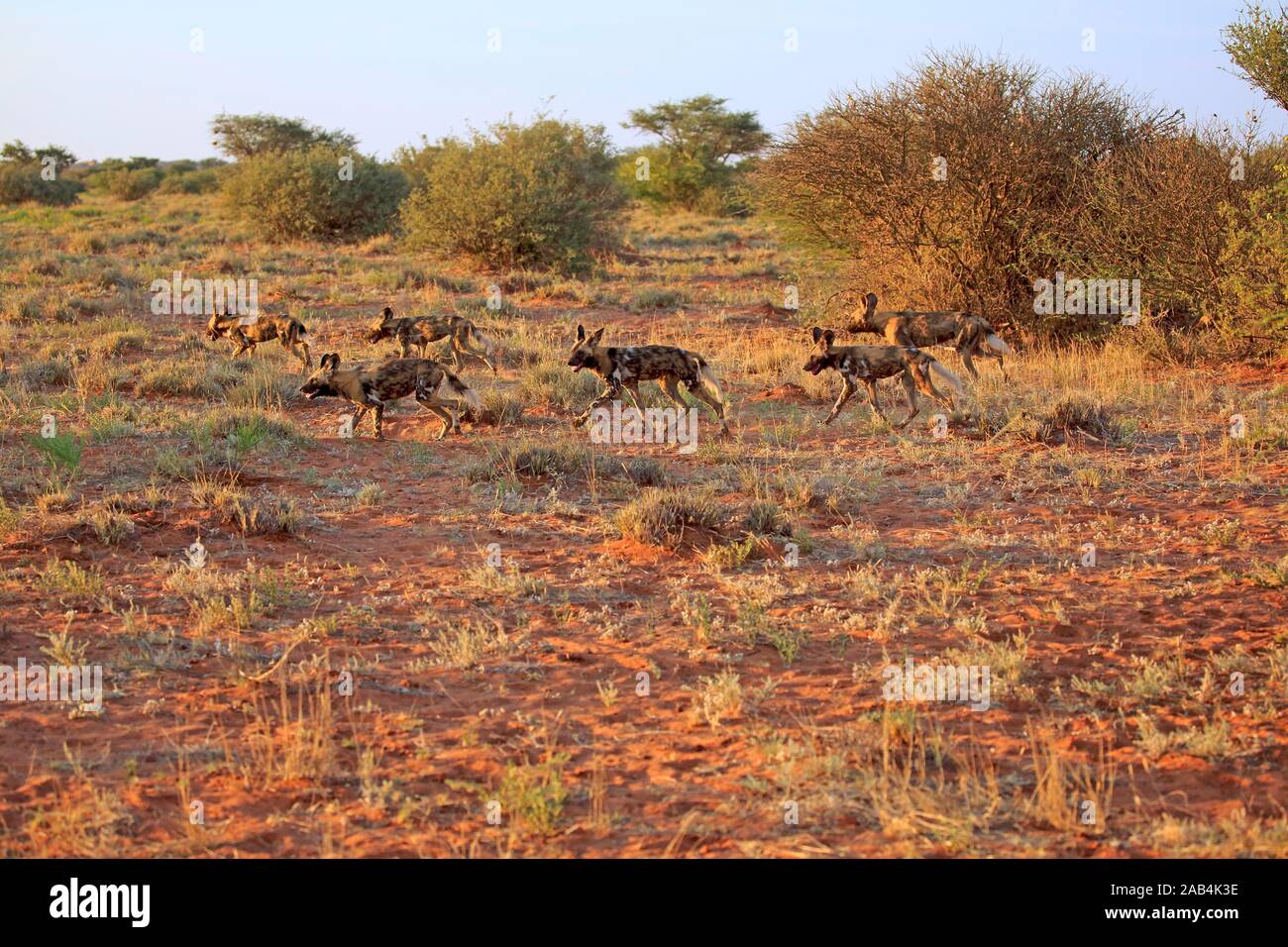 African cani selvatici (Lycaon pictus), Adulto, pack su hunt, Tswalu Game Reserve, il Kalahari, Capo Nord, Sud Africa Foto Stock