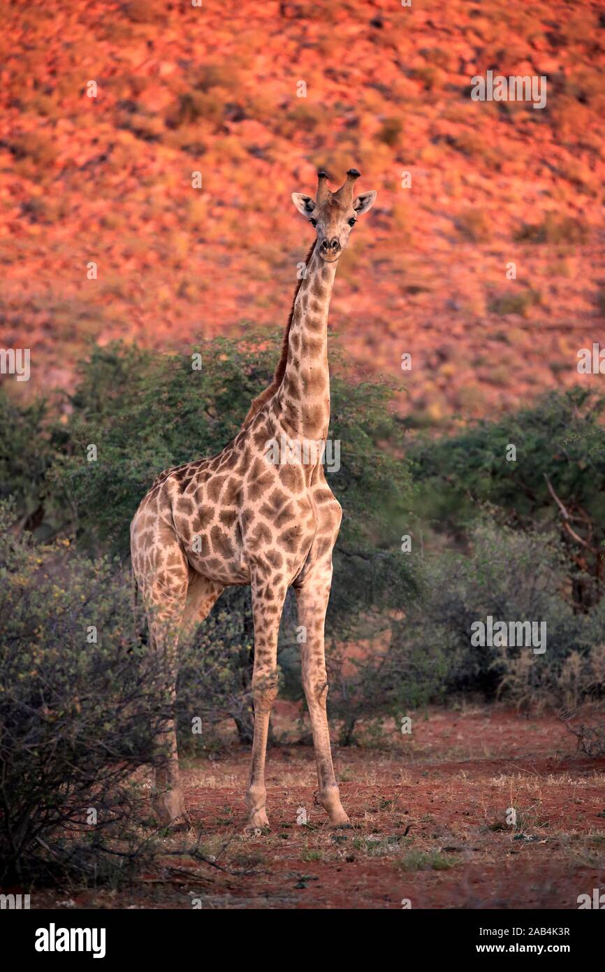 Giraffa meridionale (Giraffa camelopardalis giraffa), adulto, in piedi, la macchia di luce della sera, Tswalu Game Reserve, Capo Nord, Sud Africa Foto Stock