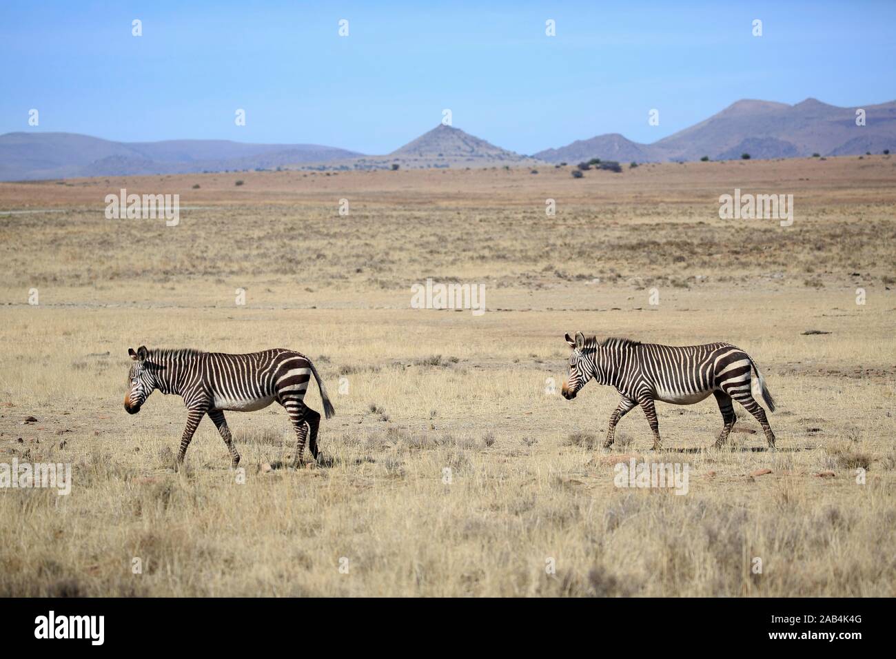 Capo zebre di montagna (Equus zebra zebra), due animali adulti nel paesaggio deserto secco, Mountain Zebra National Park, Capo orientale, Sud Africa Foto Stock