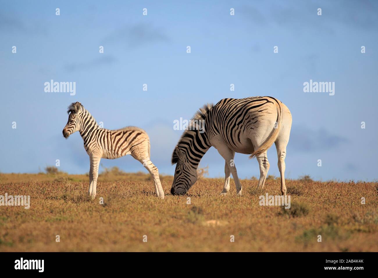 Capo zebre di montagna (Equus zebra zebra), madre con animale giovane, mangiare, Mountain Zebra National Park, Capo orientale, Sud Africa Foto Stock