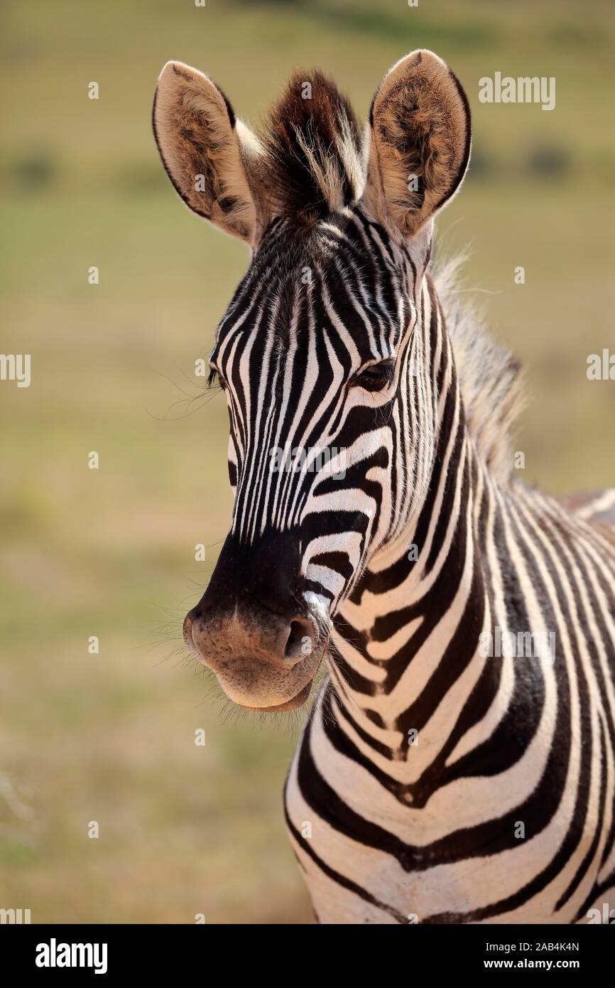 Cape mountain zebra (Equus zebra zebra), Adulto, animale ritratto, Mountain Zebra National Park, Capo orientale, Sud Africa Foto Stock