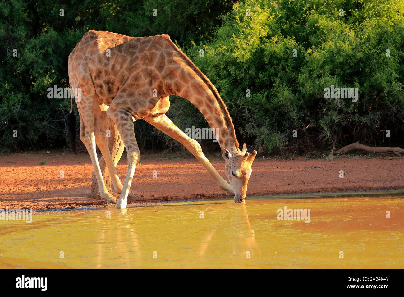 Giraffa meridionale (Giraffa camelopardalis giraffa), Adulto, bevendo al waterhole, Tswalu Game Reserve, Capo Nord, Sud Africa Foto Stock