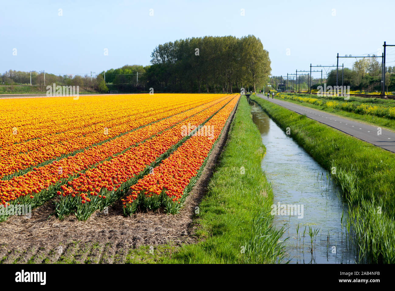 Campo di tulipani in Lisse olanda Foto Stock