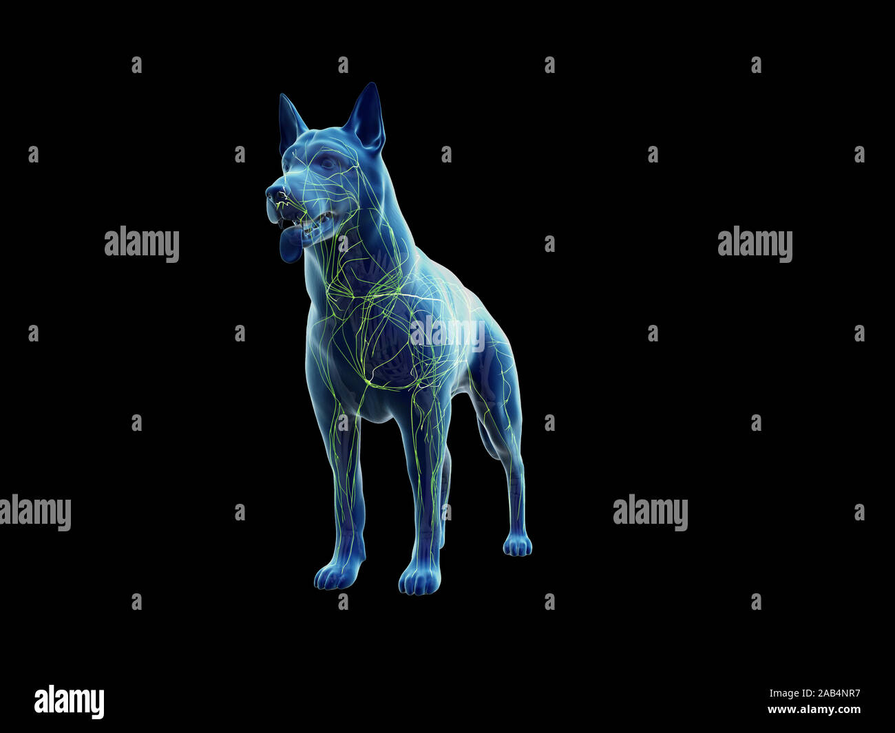 Rendering 3D illustrazione anatomia del canino sistema linfatico Foto