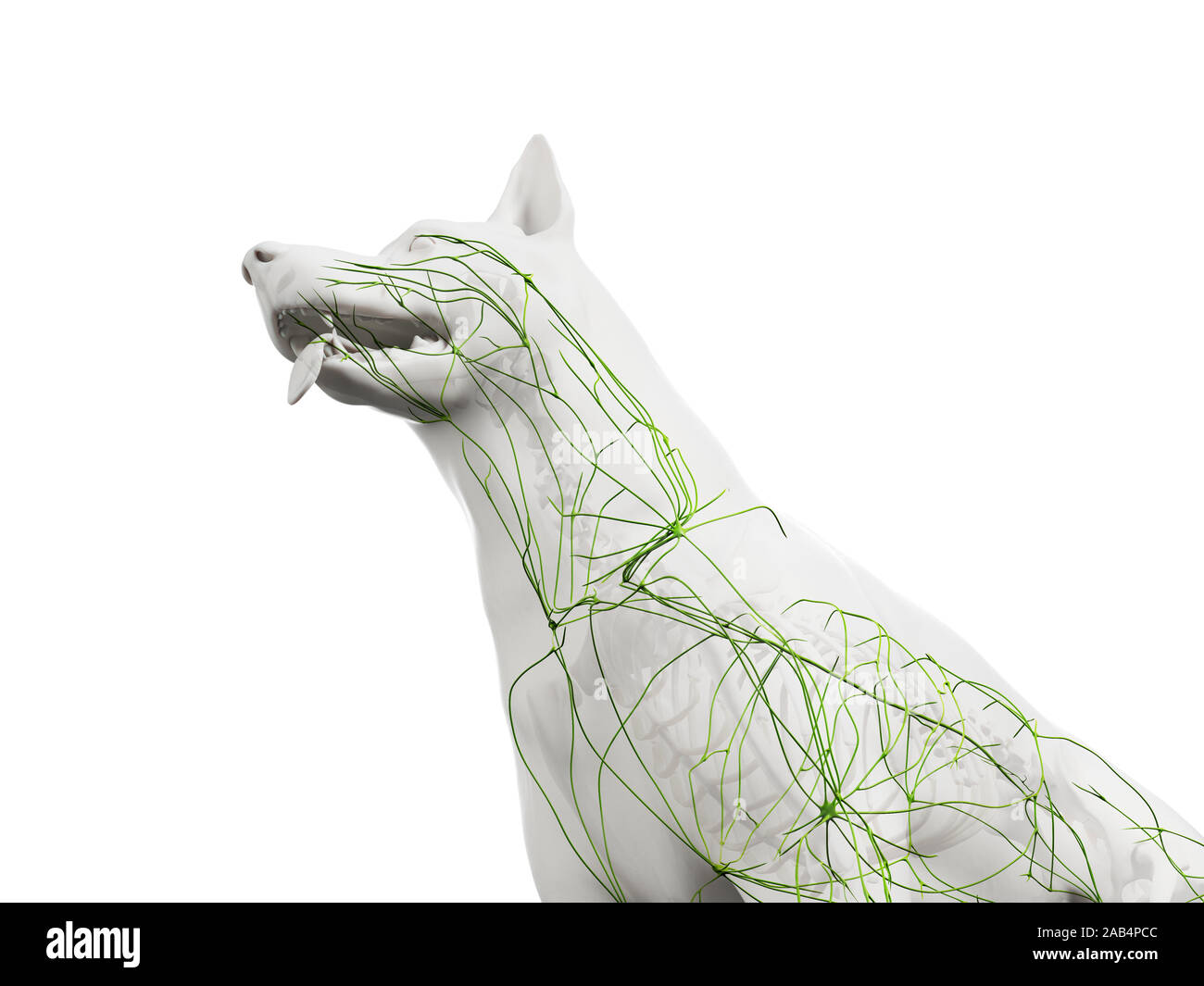 Rendering 3D illustrazione anatomia del canino sistema linfatico Foto