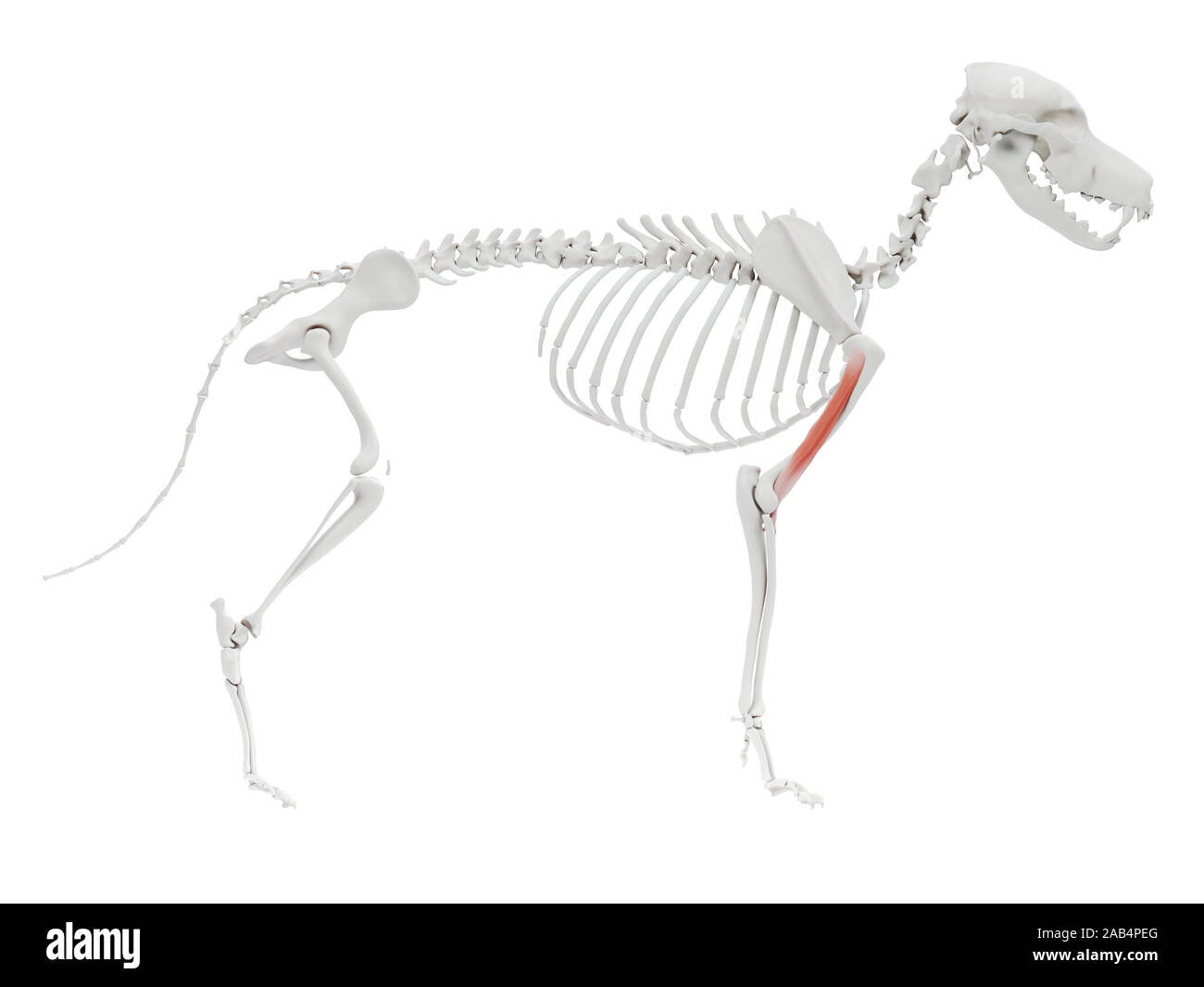 3d reso illustrazione del cane anatomia del muscolo - brachialis Foto Stock